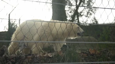 Big Polar bear walking behind fence in a... | Stock Video | Pond5