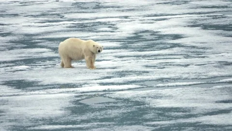 A big polar bear walking carefully on a melting ice surface Video stock 135233473