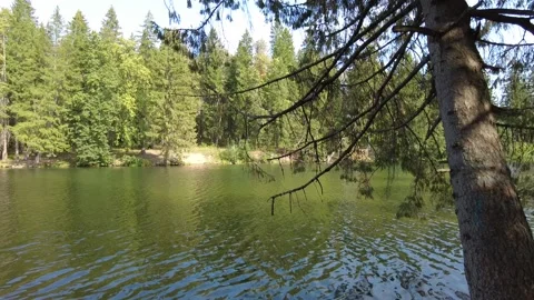 Big pond in the forest 2 動画素材 159664045