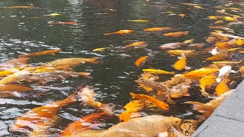 A big pond full of fish. Stock Footage 314596389