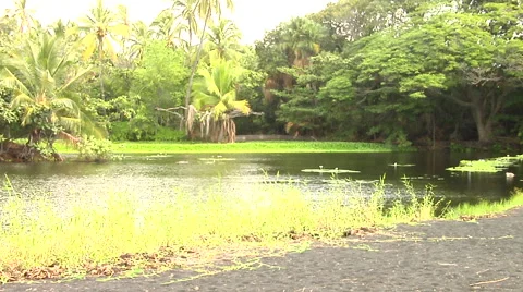 Big Pond in Hawaii Stock Footage 41380758