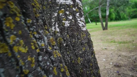 Big poplar tree in the park Stock Footage 81771229