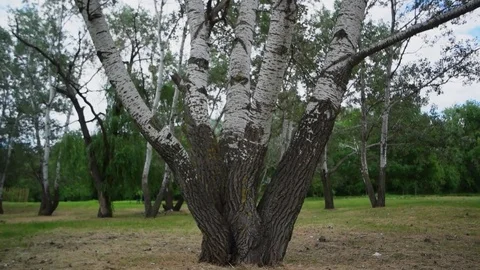 Big poplar tree in the park Stock Footage 81771259