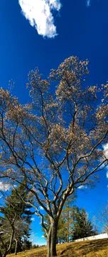 Big Poplar Tree under White Clouds Stock Photos