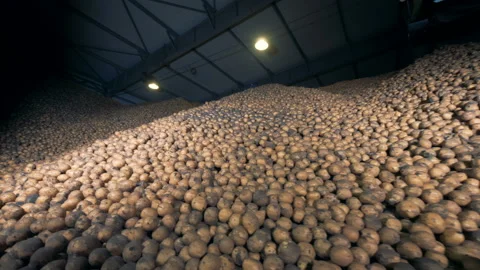 Big potato storage, bottom view. Piles of potatoes in a warehouse. Video stock 98026978