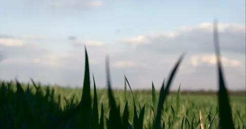 Big Power Plant Stock Footage 49689839