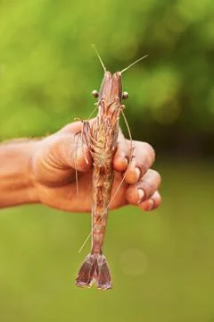 Big prawn Stock Photos