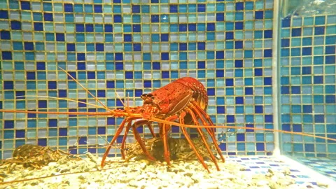 Big prawn in a tank Stock Footage 90470023