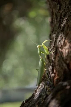 Big praying mantis Stock Photos