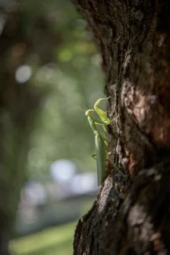Big praying mantis Stock Photos