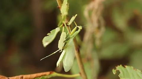 Big praying mantis on tree Stock Footage 52128521