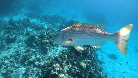 Big predatory fish Video stock 128391466