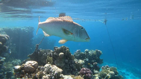 Big predatory fish Video stock 128391572