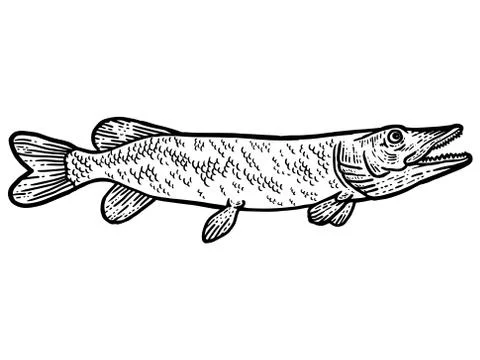 Big predatory fish pike. T-shirt apparel print design. Scratch board imitation Stock Illustration