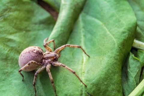 Big predatory spider wolf hiding on a green leaf. Close-up. Stock Photos
