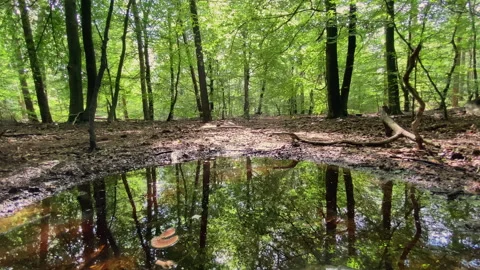 Big puddle after the rain reflects the fresh green trees in the forest. Stock Footage 269015411