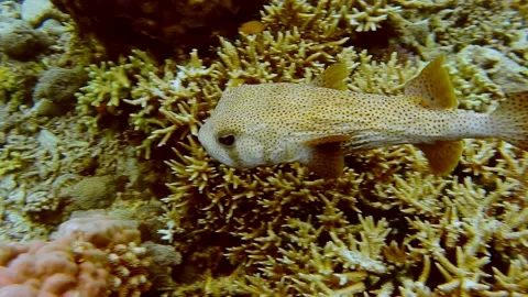 Big Puffer fish in clear clean water over an intact coral reef Stock Footage 199776465