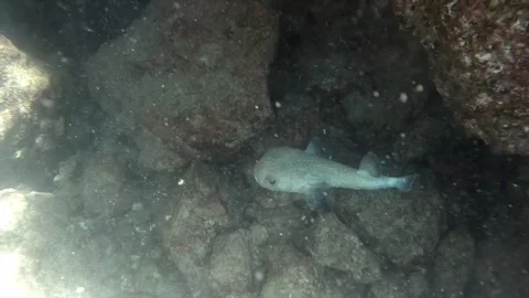 Big Puffer Fish Stock Footage 278834568