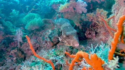 BIg pufferfish camera Stock Footage 297469568