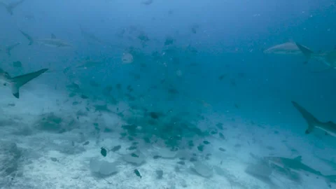 BIg pufferfish camera Stock Footage 297529406