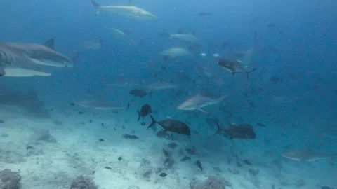 BIg pufferfish camera Stock Footage 297529459