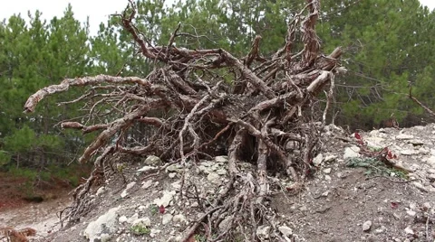 Big pulled up root. Deforestation. Stock Footage 44469389