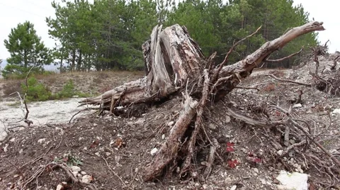 Big pulled up roots. Deforestation. Stock-Footage 44457676