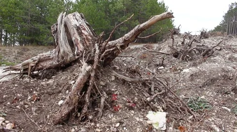 Big pulled up roots. Deforestation. Stock Footage 44458097