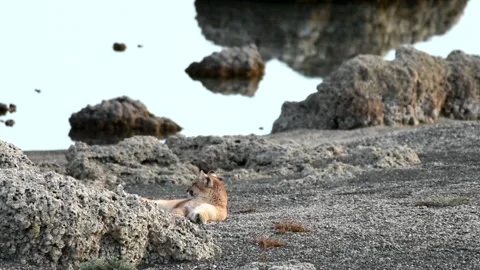 Big puma cub resting between big grey rocks near a lake in Patagonia. Stock Footage 276841683
