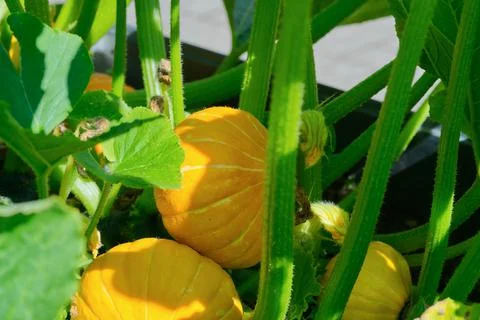 Big pumpkin growing on a pumpkin patch in a village Foto stock