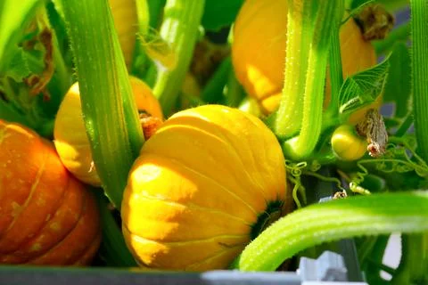 Big pumpkin growing on a pumpkin patch in a village Stock Photos