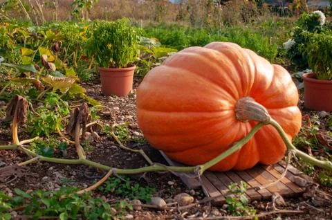 A big pumpkin Stock Photos