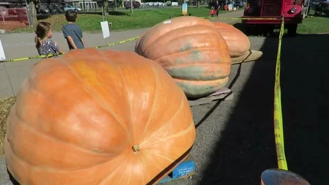Big pumpkins display 動画素材 247016920