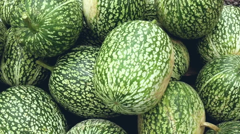 Big  pumpkins Stock Footage 42122912