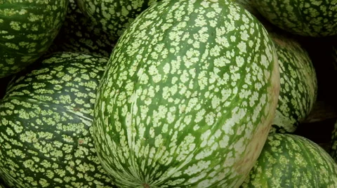 Big  pumpkins Stock Footage 42123405