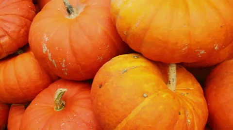 Big  pumpkins Stock Footage 42123817