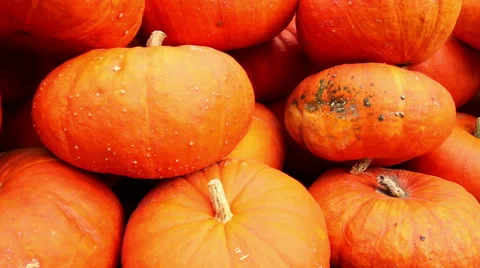 Big  pumpkins Stock Footage 42127569