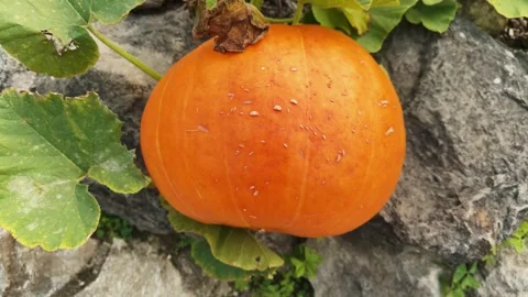Big pumpkins on the green vine ready for harvest. Pumpkin patch in autumn Vídeos de archivo 297772445