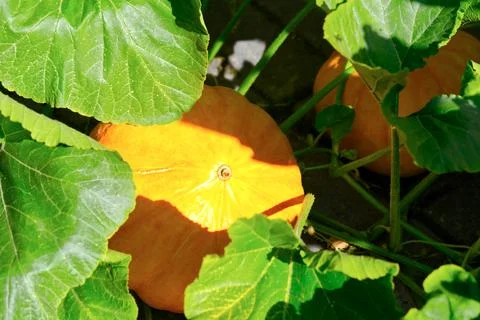 Big pumpkins growing on a pumpkin patch in a village Stock Photos