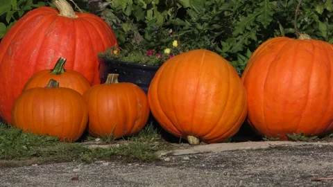Big pumpkins on a loan Stock-Footage 319427097