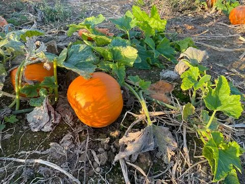 Big pumpkins on the pumpkin patch Stock Photos