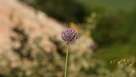 Big purple spherical flower close up still shoot Stock Footage 111402144