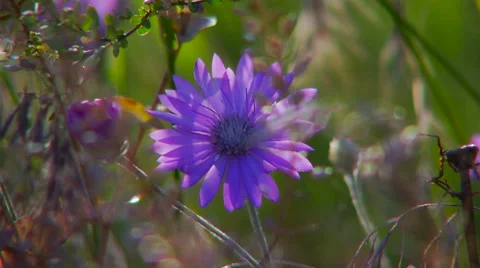 Big purple wildflower. Stock Footage 65005052