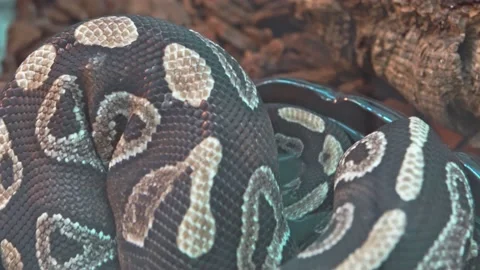 Big python boa constrictor snake moves in a circle in a bath with water. 스톡 동영상 157216272
