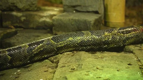 Big Python body slowly crawling over stone pathway Stock Footage 260389635