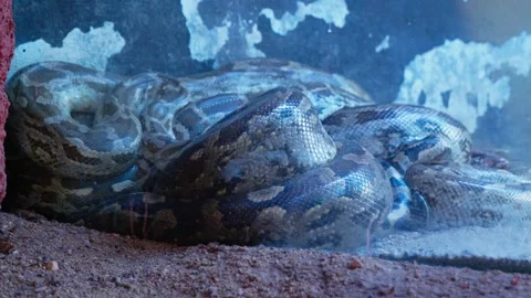 Big python captive in the glass box at zoo park 4k 60p Stock Footage 244108726