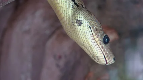 Big python crawling snake on the tree 4k Stock Footage 155280995