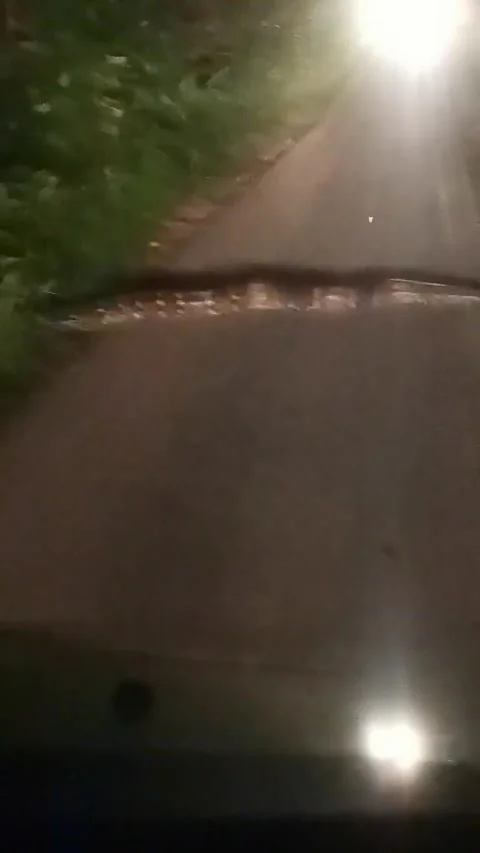 Big Python Crossing the Road, Malaysia - 04 May 2021 스톡 동영상 205343724