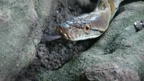 Big Python Moving and Sticking Out, Close up View. Stock-Footage 148568800