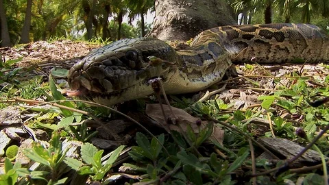 A big python snake flicks his tongue in the air while slithering along the Video stock 125467975